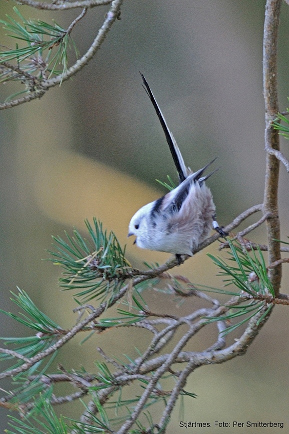 Stjärtmes